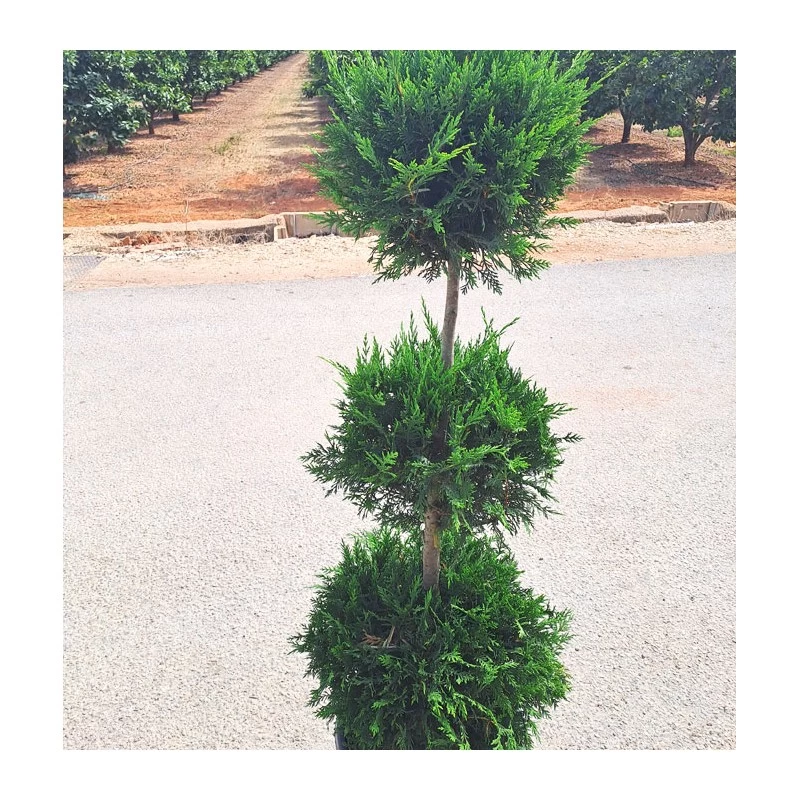 Cupressus Leylandii Aurea - Imagen 2