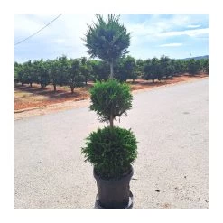 Cupressus Leylandii Aurea