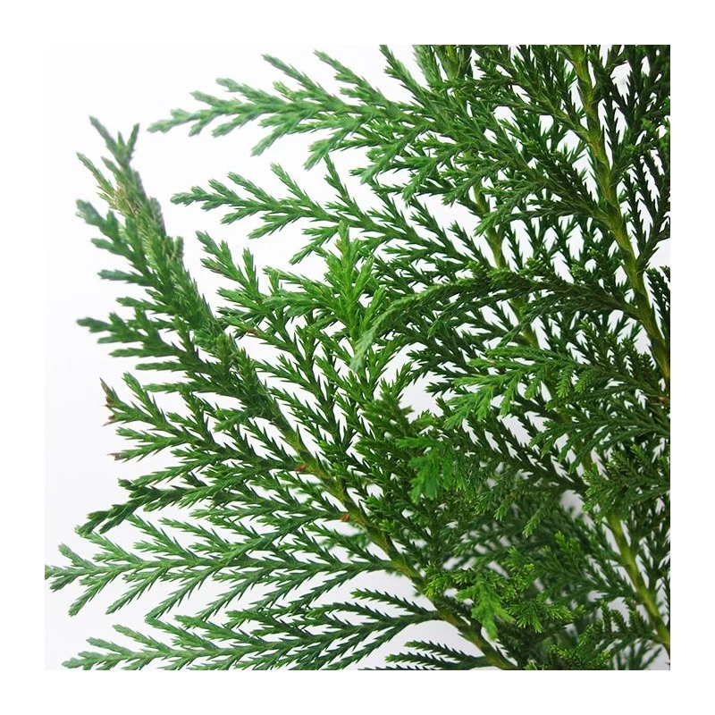 Cupressus Leylandii - Imagen 2