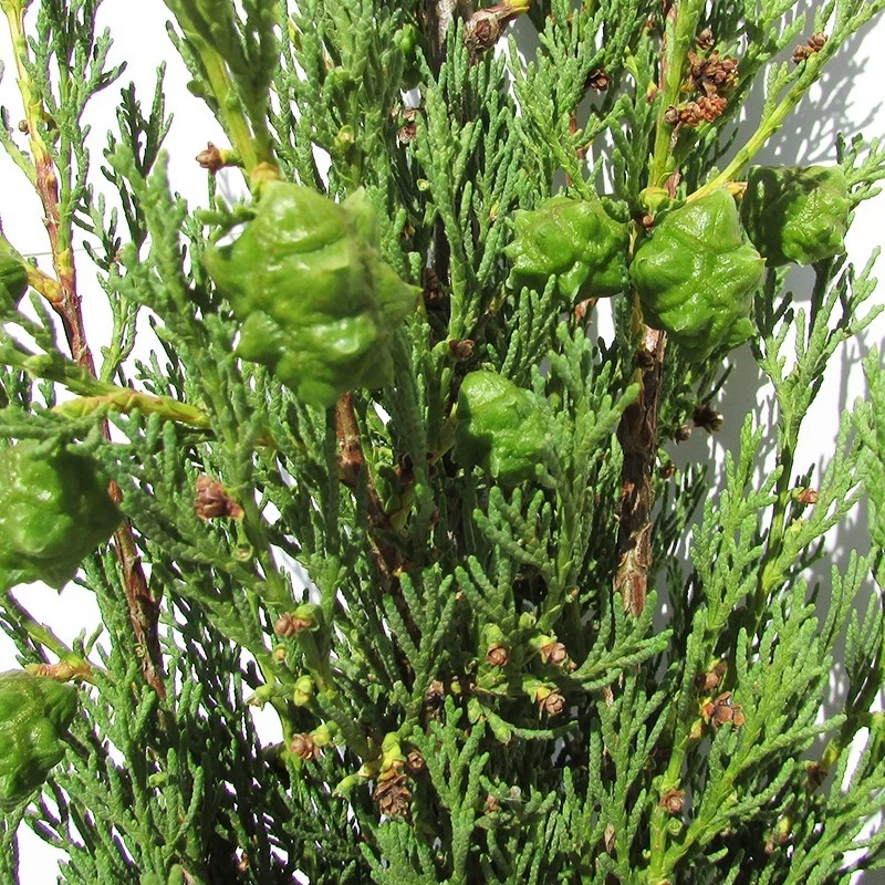 Cupressus Sempervirens Stricta - Imagen 2
