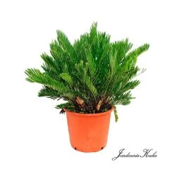 Cyca Zamia Floridana