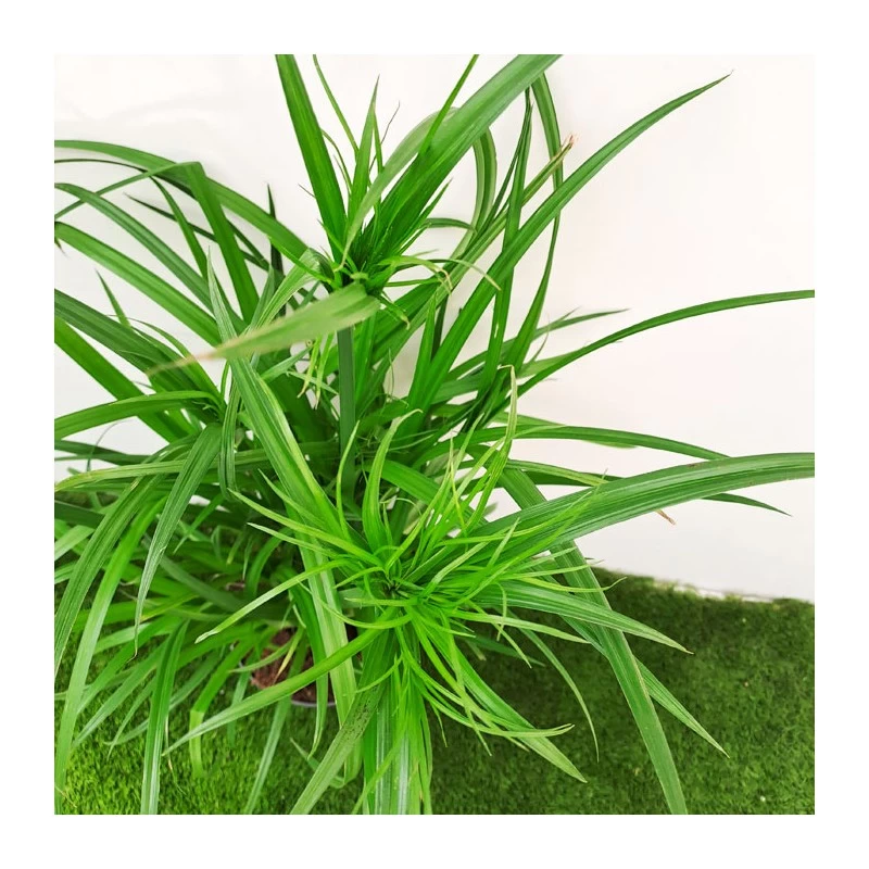 Cyperus Papirus - Imagen 4