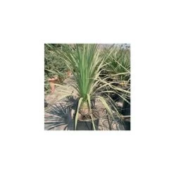 Dasylirion Longifolium