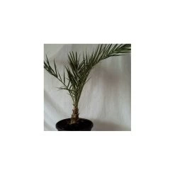 Dictyosperma Album Rubra