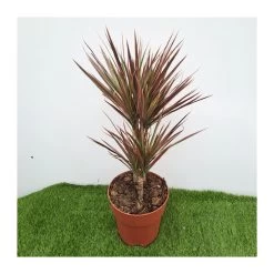 Dracaena Marginata Rainbow