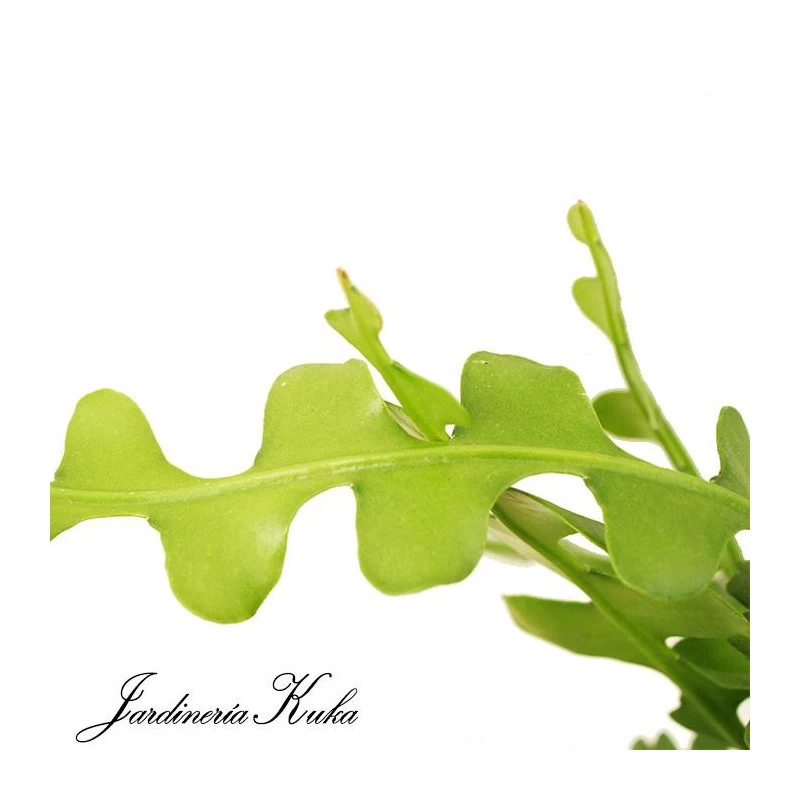 Epiphyllum Anguliger - Imagen 2