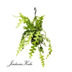 Epiphyllum Anguliger