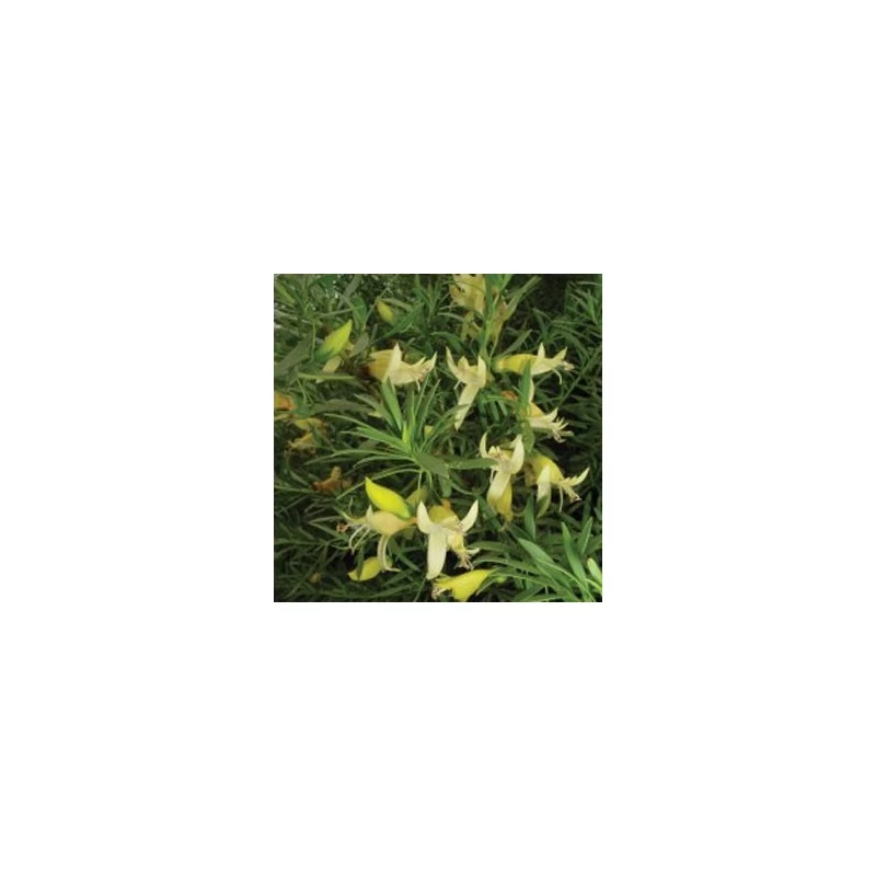 Eremophila Maculata Aurea