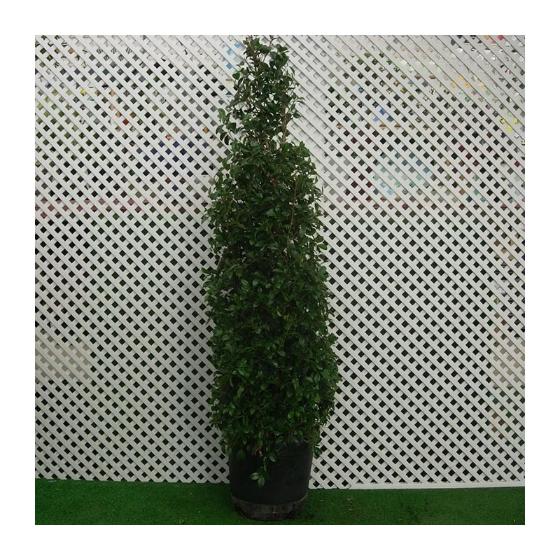 Eugenia New Port Pirámide - Imagen 2