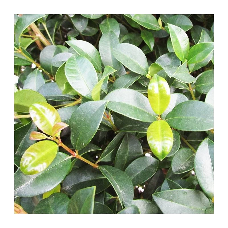 Eugenia New Port Pirámide