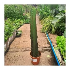 Euphorbia Candelabrum