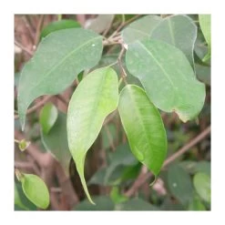 Ficus Benjamina Anastasia