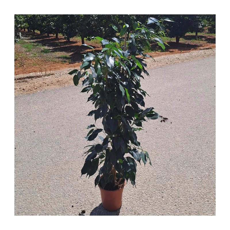 Ficus Benjamina Danielle - Imagen 2