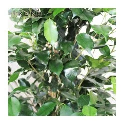 Ficus Benjamina Danielle