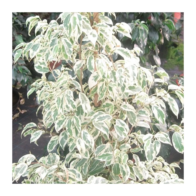 Ficus Benjamina Gantel - Imagen 2