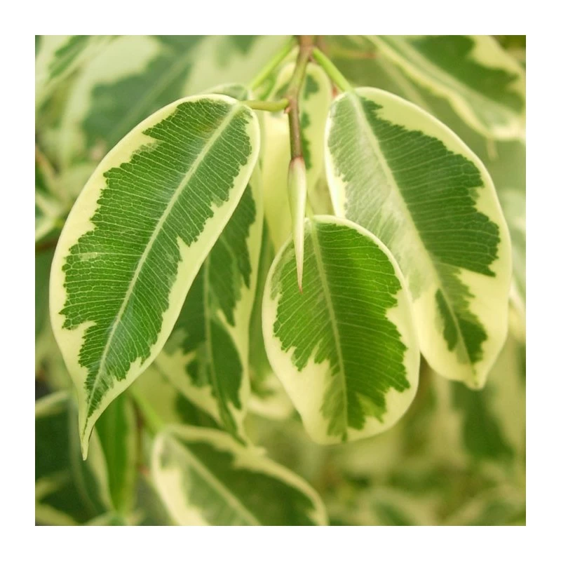 Ficus Benjamina Gantel - Imagen 3