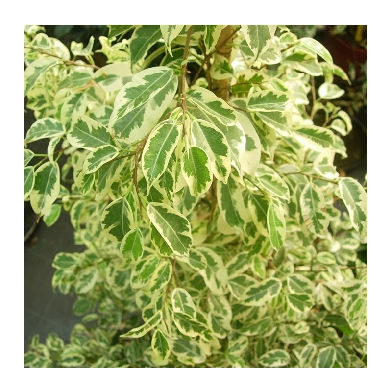 Ficus Benjamina Gantel - Imagen 4