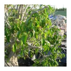 Ficus Benjamina Macrobonsai