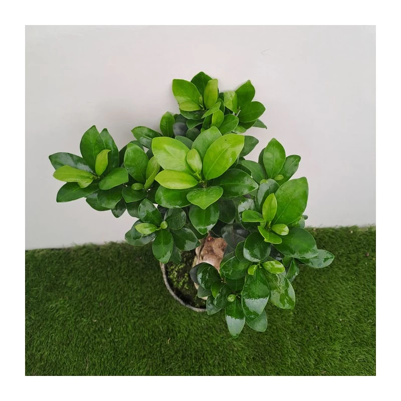 Ficus Ginseng Pre-bonsái - Imagen 2