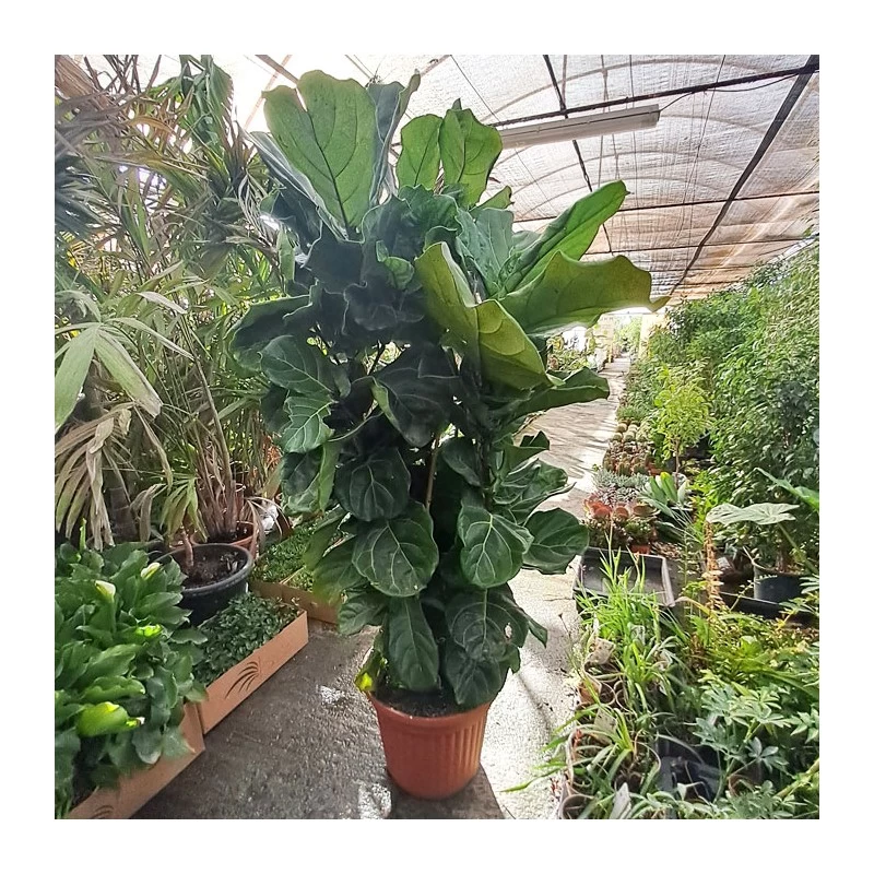 Ficus Lyrata EJEMPLAR - Imagen 2
