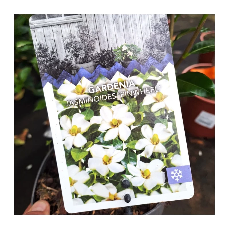 Gardenia Jasminoides Pinwheel - Imagen 4
