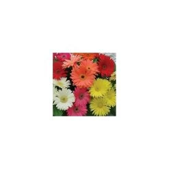 Gerbera Jamesonii