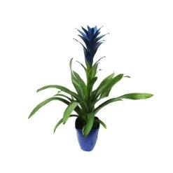 Guzmania Ocean Blue Sin Flor Compra 2 Y Paga 1
