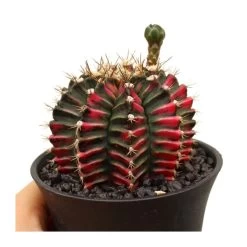 Gymnocalycium Mihanovichii Japan