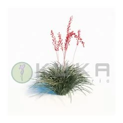 Hesperaloe Parviflora