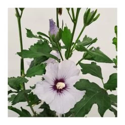 Hibiscus Syriacus Azul