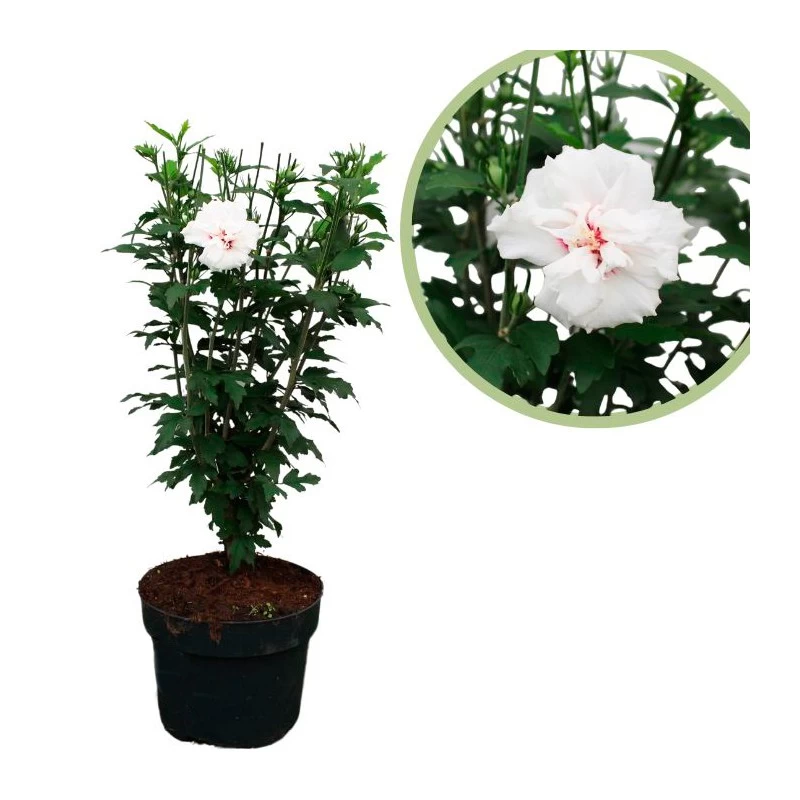 Hibiscus Syriacus Flor Doble Blanca
