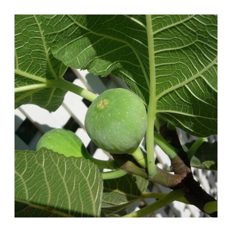 Higuera Ojo De Perdíz - Imagen 2