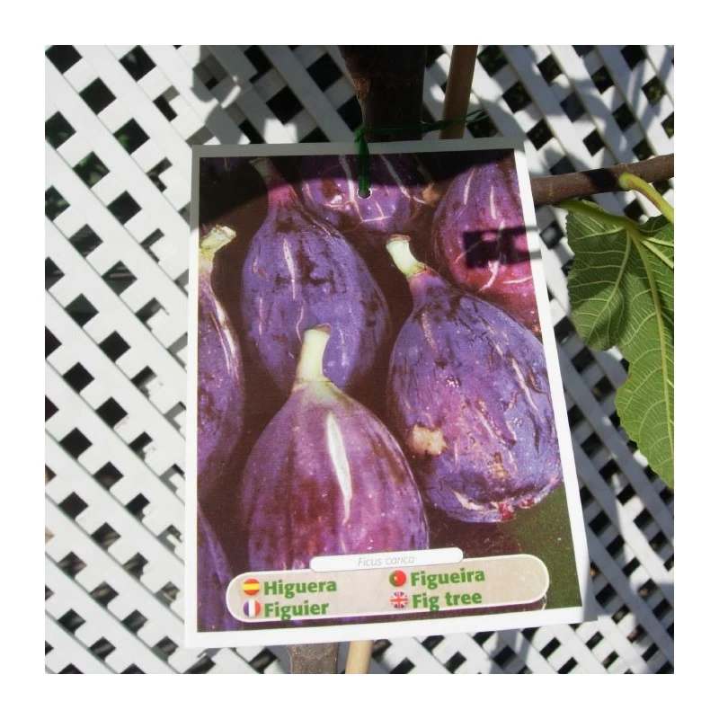Higuera Ojo De Perdíz - Imagen 3