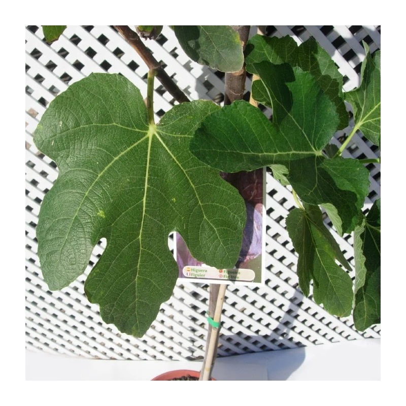 Higuera Ojo De Perdíz - Imagen 4