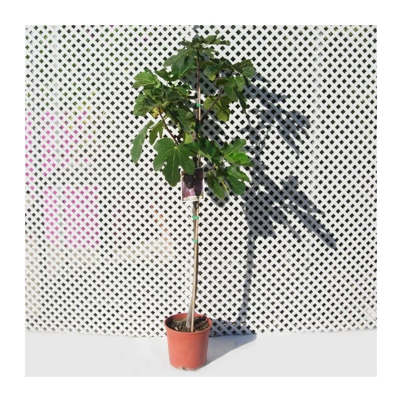 Higuera Ojo De Perdíz