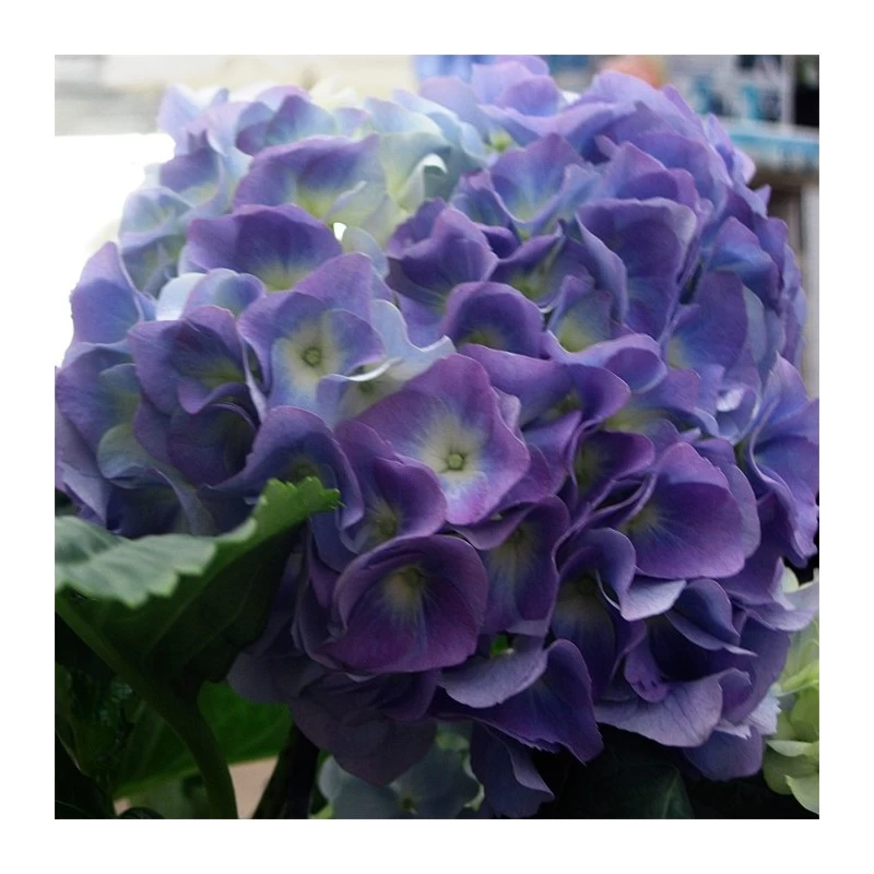 Hortensia De Interior Blanca - Imagen 2