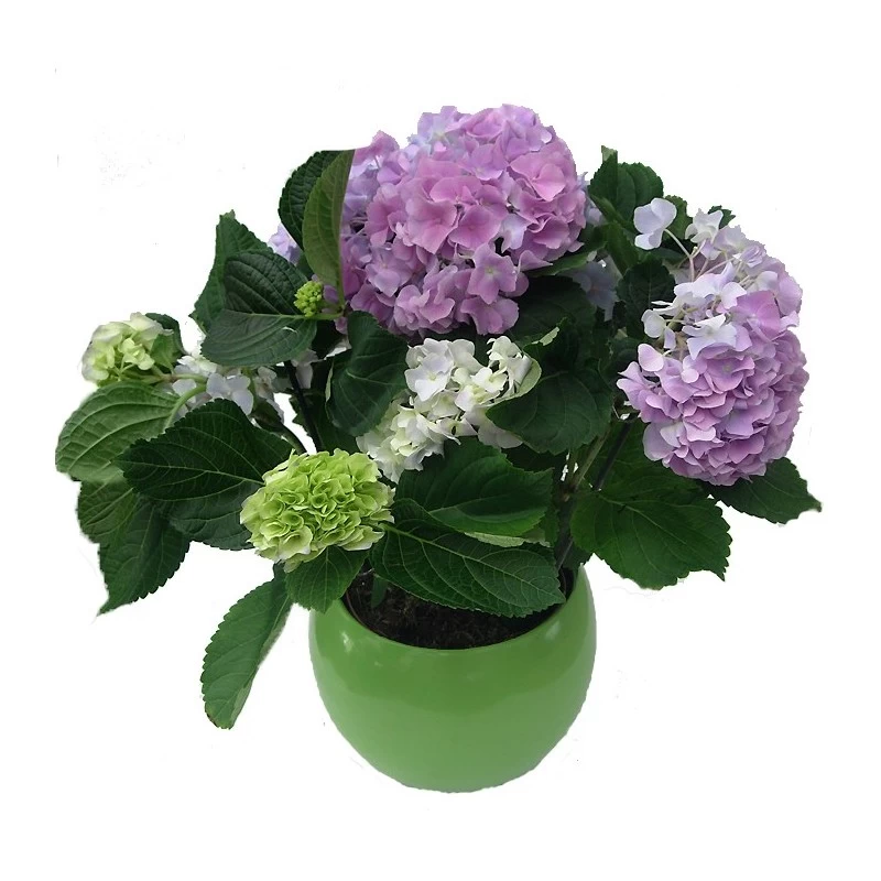 Hortensia De Interior Blanca - Imagen 3