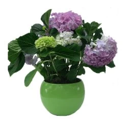 Hortensia De Interior Blanca