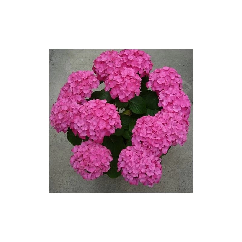 Hortensia De Interior Blanca - Imagen 4