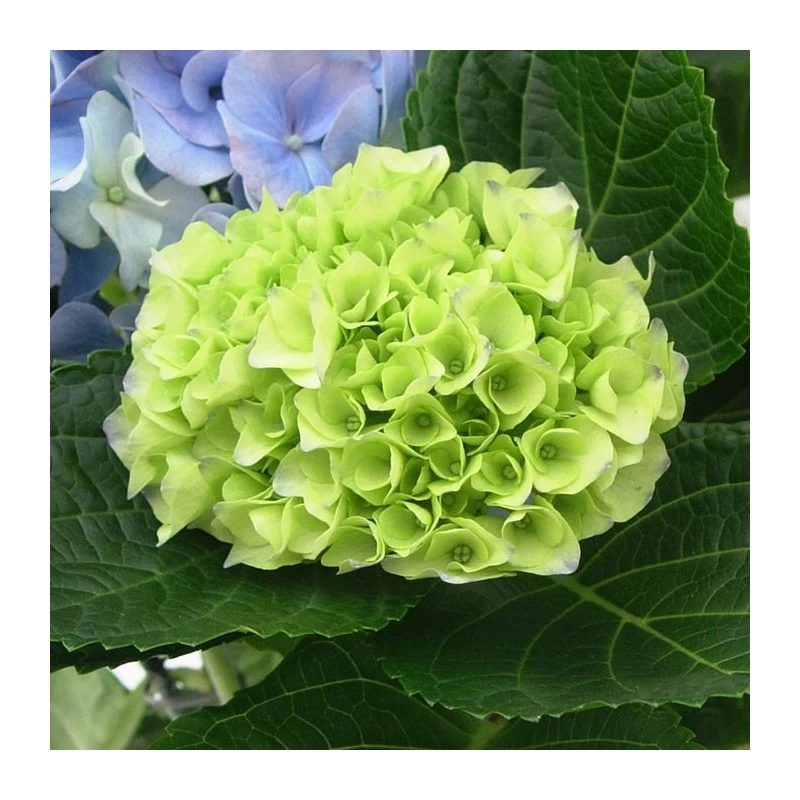 Hortensia De Interior Blanca - Imagen 6