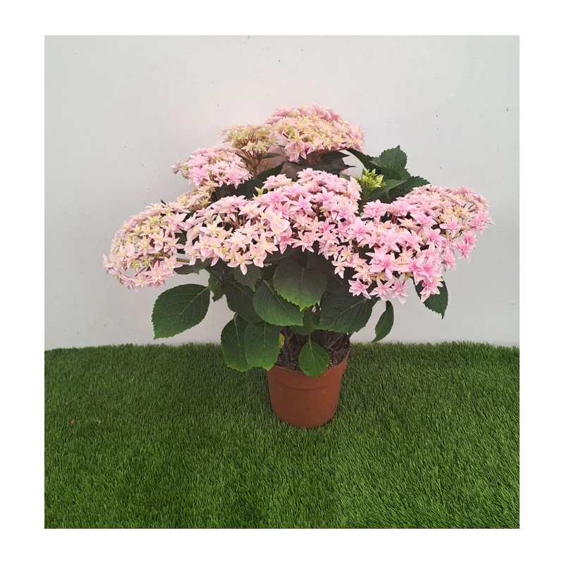 Hortensia Double Dutch Rosa Claro