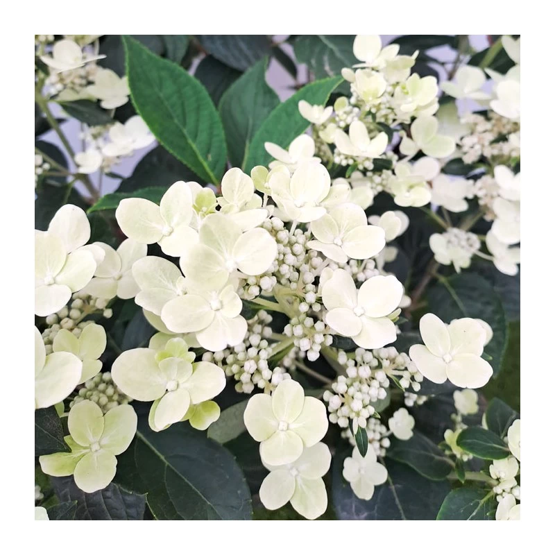 Hortensia Paniculata - Imagen 2