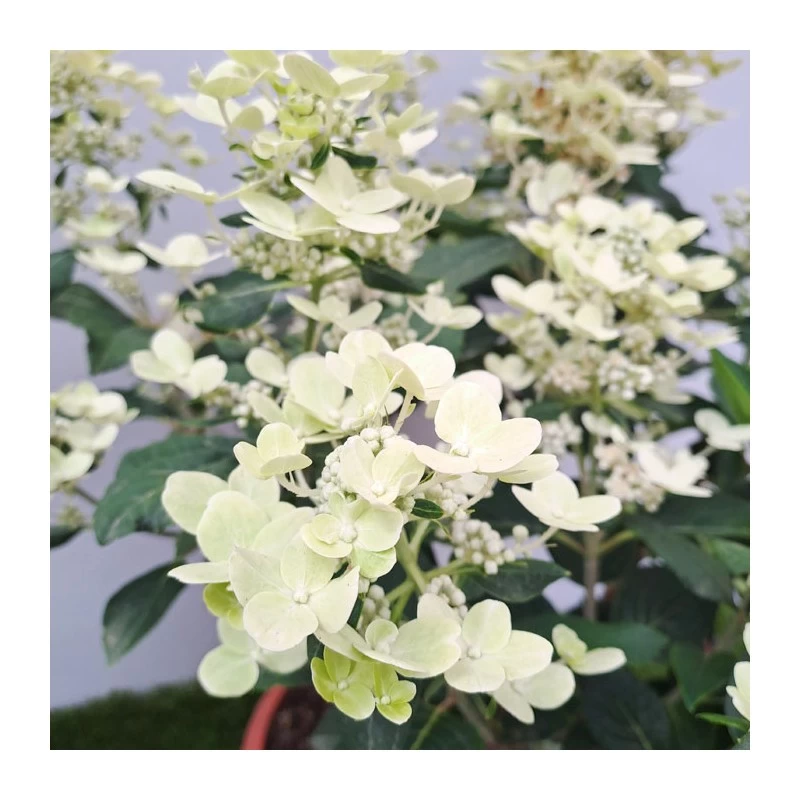 Hortensia Paniculata - Imagen 3