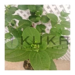 Hortensia Paniculata Pink Diamond Blanca