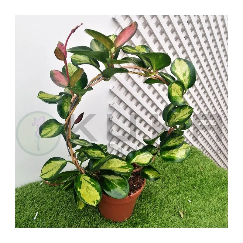 Hoya Australis Lisa - Imagen 2