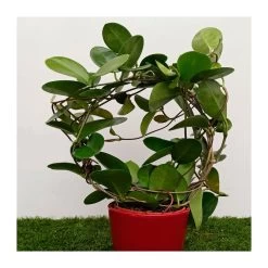 Hoya Australis Maceta Cerámica