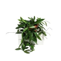 Hoya Carnosa Gracilis