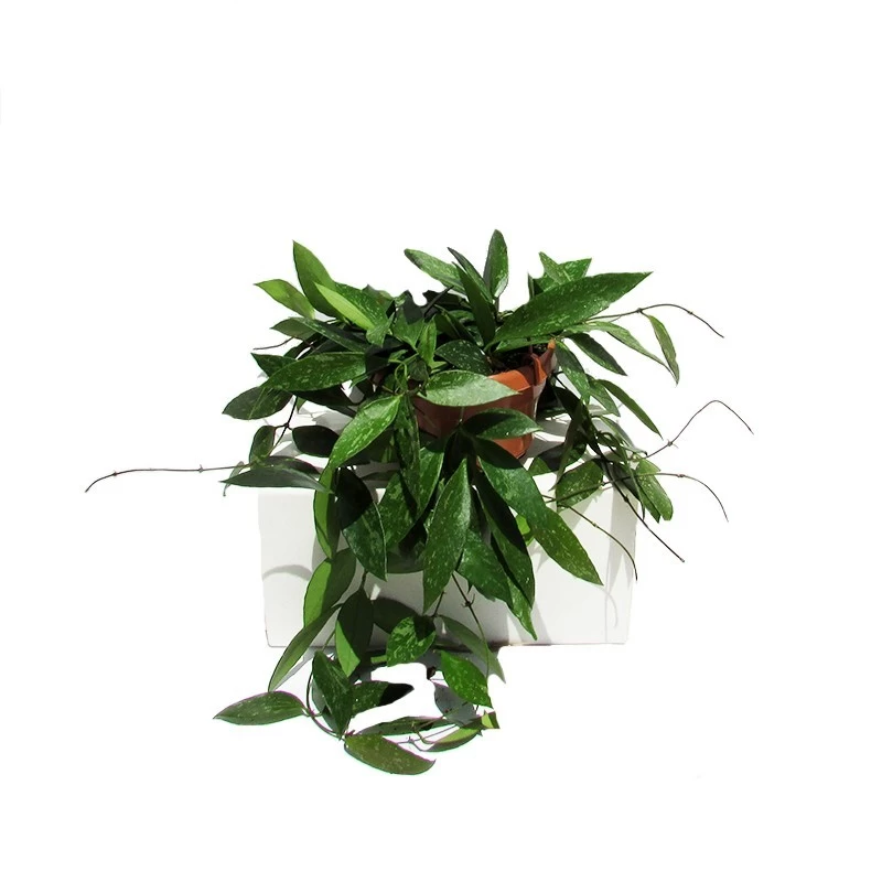 Hoya Carnosa Gracilis