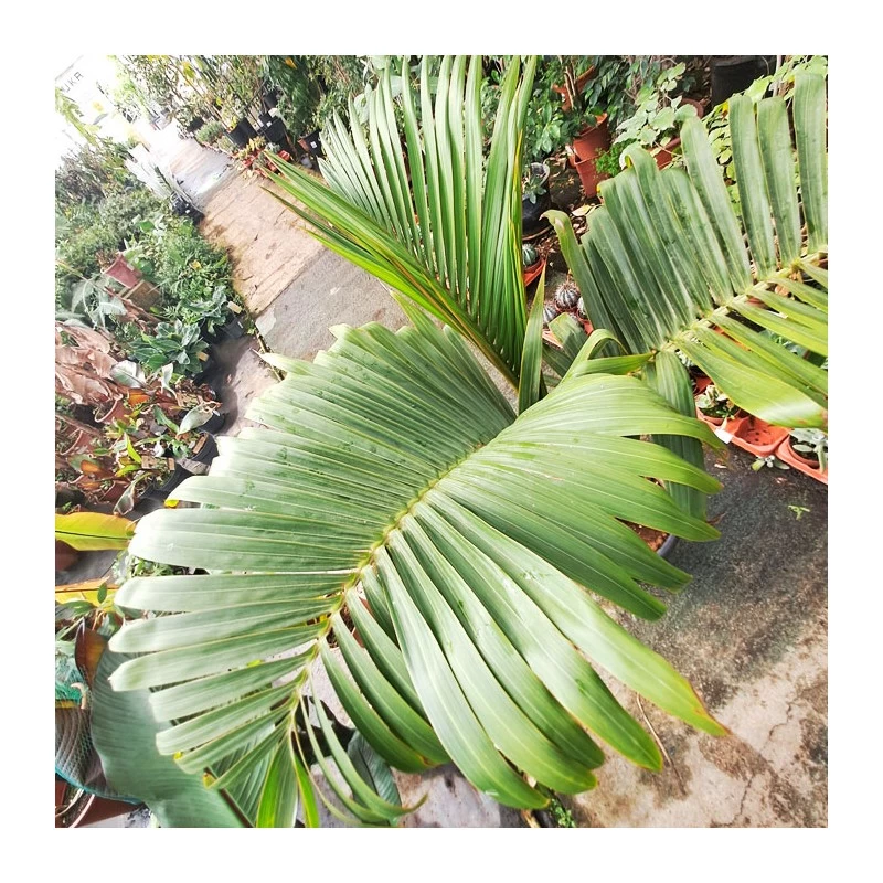 Hyophorbe Lagenicaulis EJEMPLAR - Imagen 2