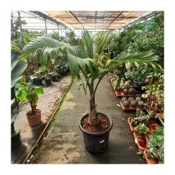 Hyophorbe Lagenicaulis EJEMPLAR